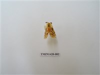 藏品(碎斑黃東燈蛾)的圖片